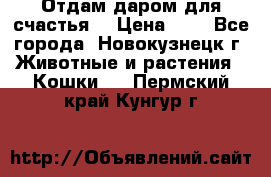 Отдам даром для счастья. › Цена ­ 1 - Все города, Новокузнецк г. Животные и растения » Кошки   . Пермский край,Кунгур г.